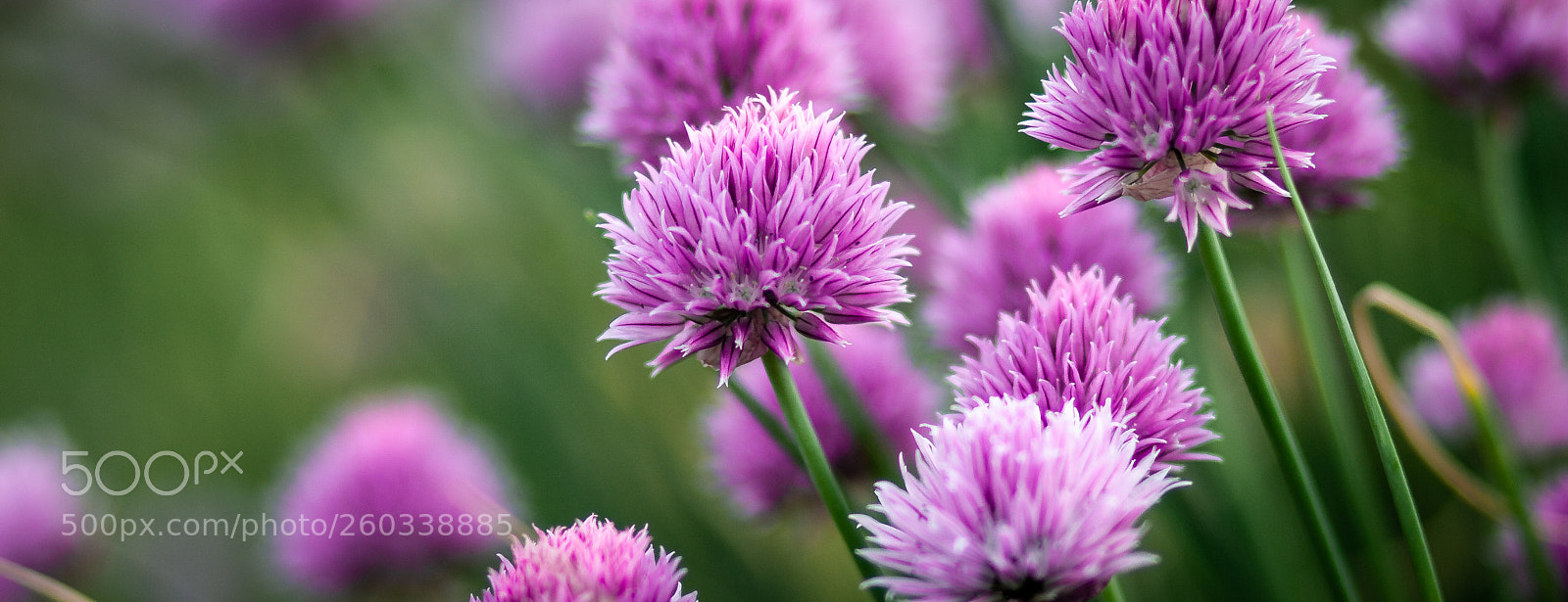 Canon EOS 30D sample photo. Chive flowers 3 photography