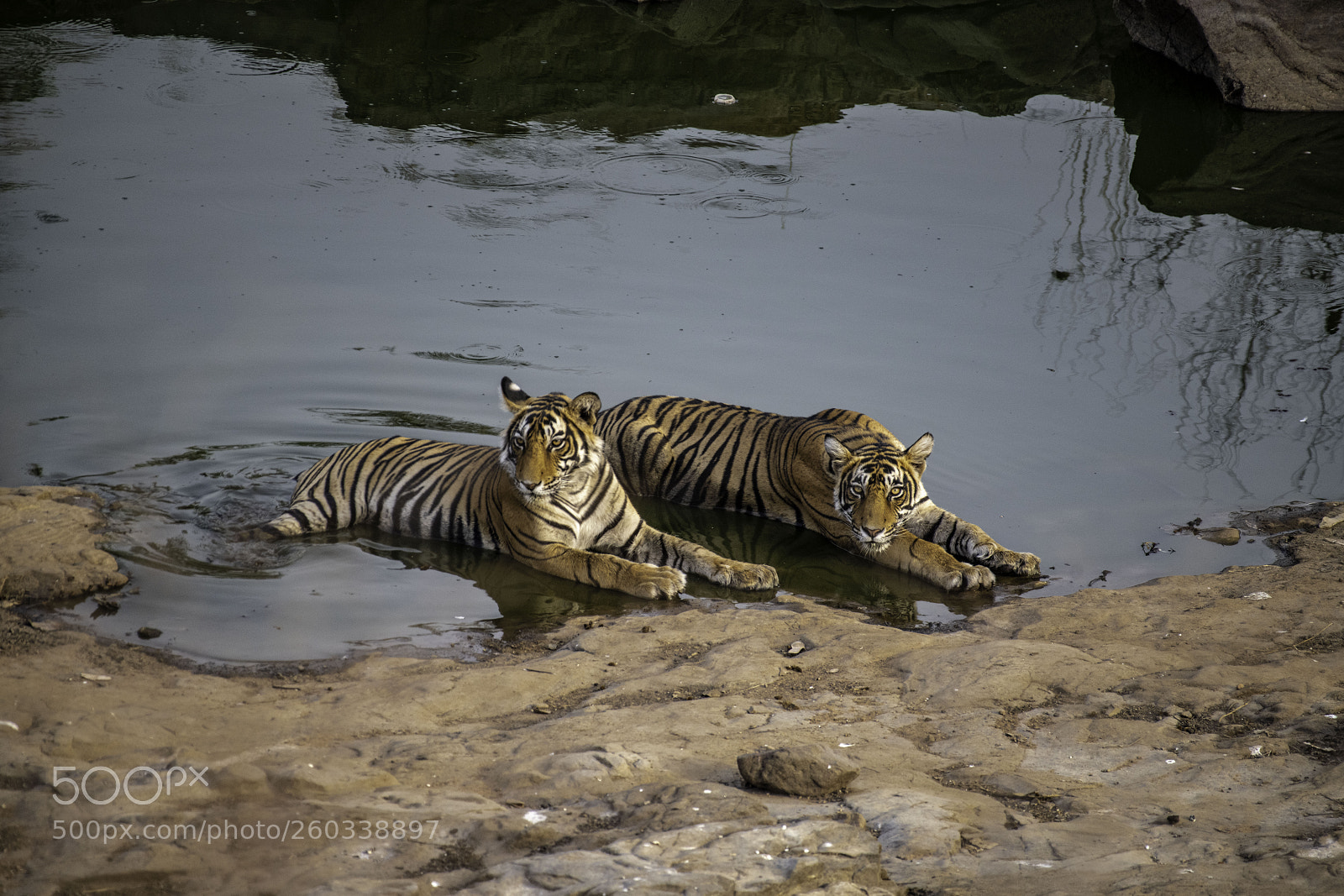 Nikon D850 sample photo. Tiger photography