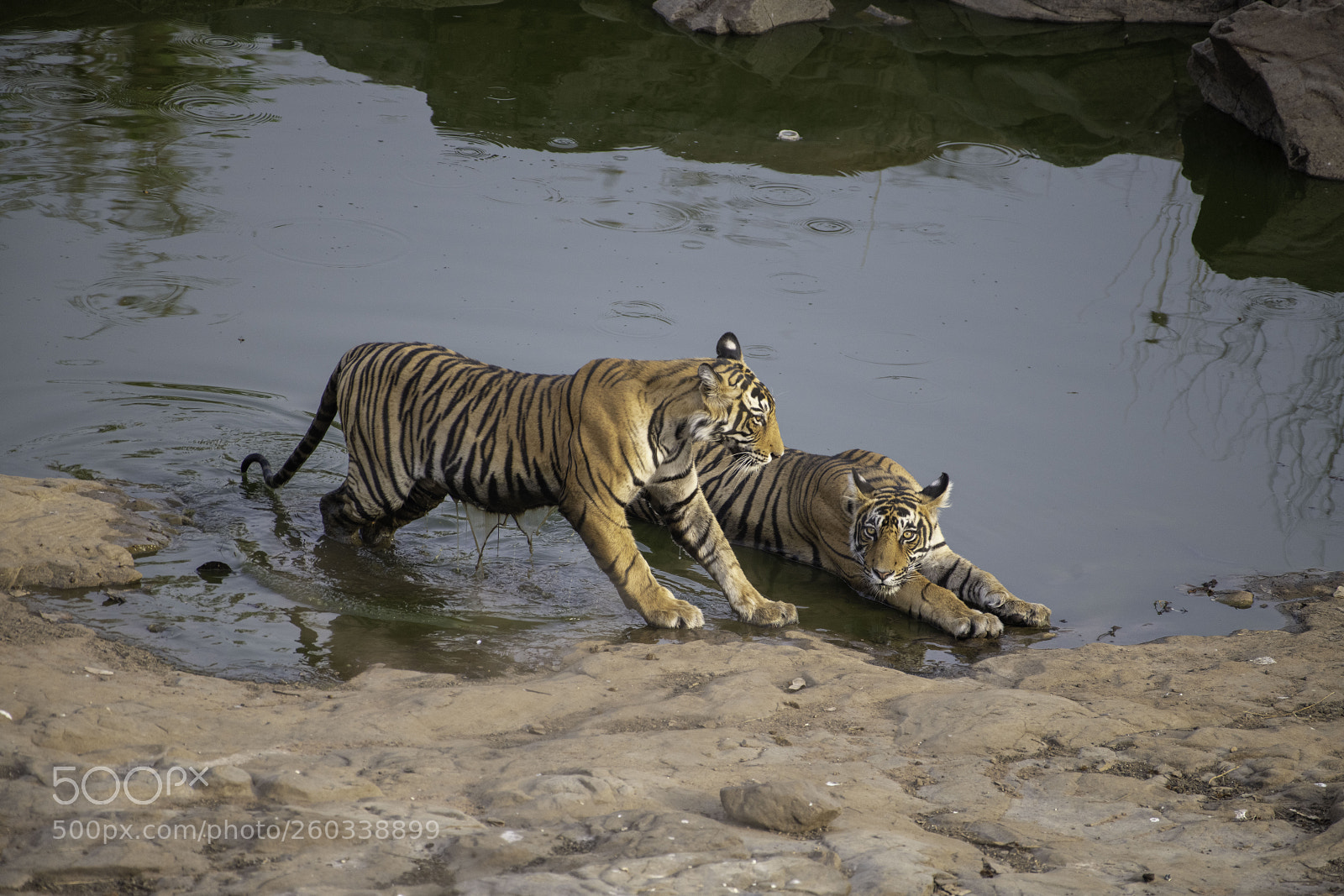Nikon D850 sample photo. Tiger photography