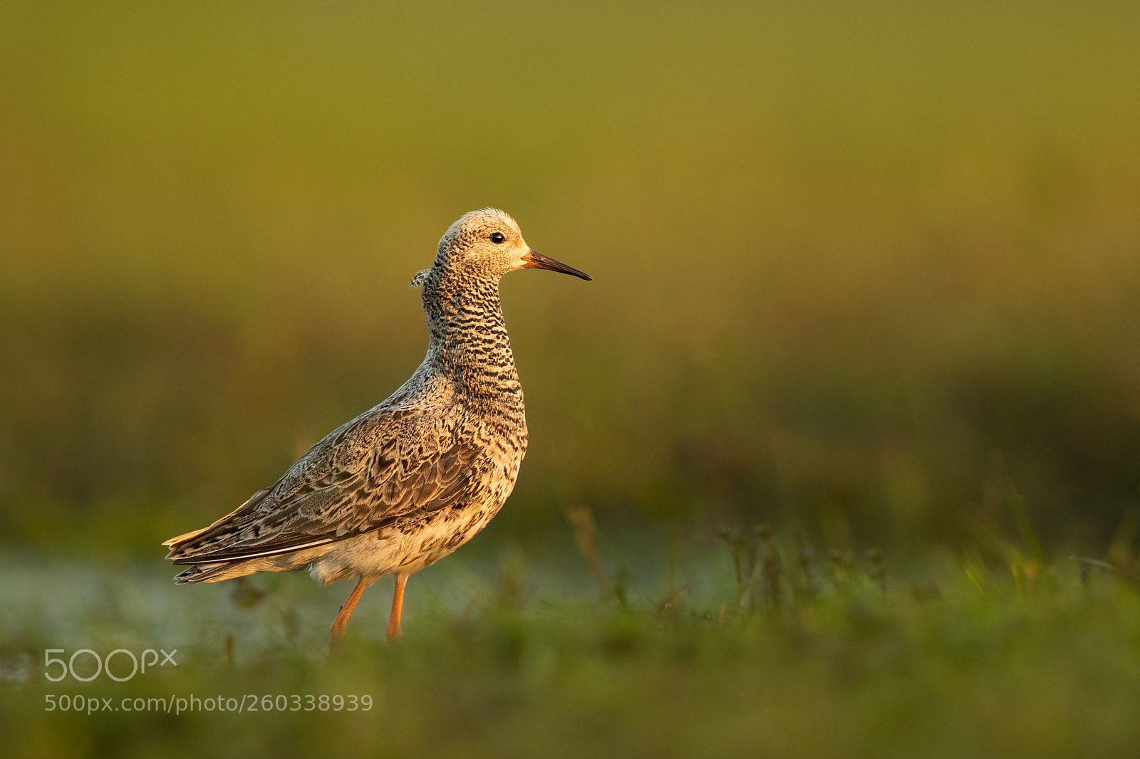Canon EOS 7D Mark II sample photo. Ruff photography