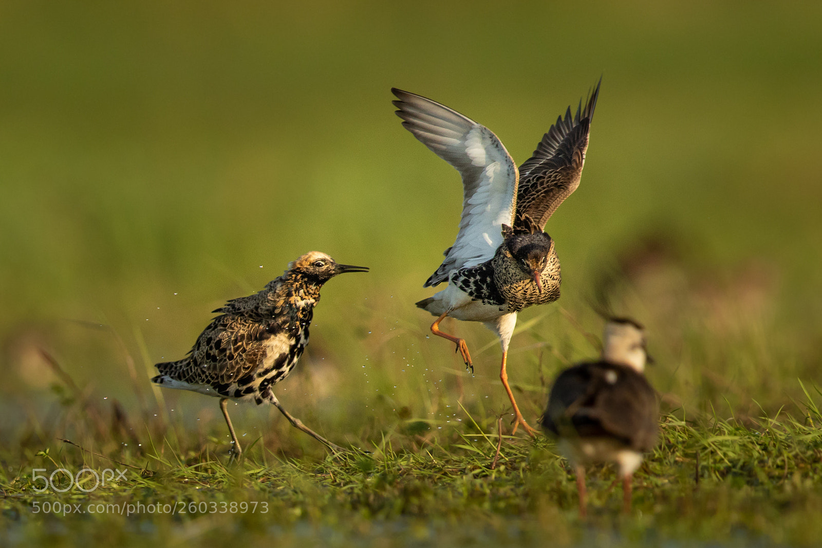 Canon EOS 7D Mark II sample photo. Ruff photography