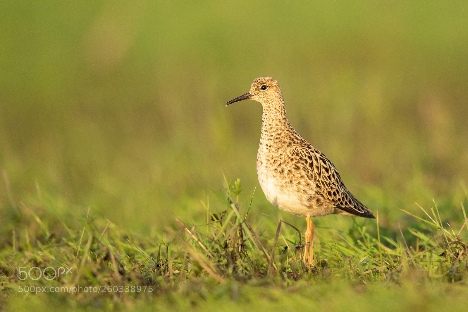 Canon EOS 7D Mark II sample photo. Ruff photography