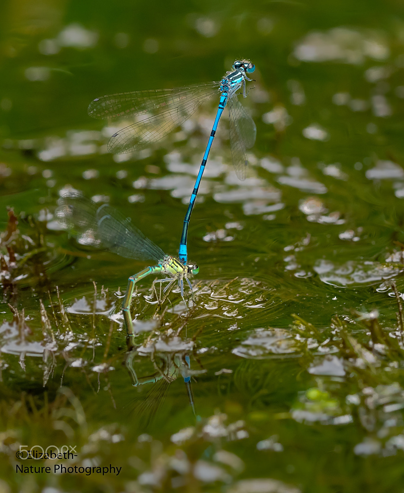 Nikon D500 + Sigma 105mm F2.8 EX DG OS HSM sample photo. Variable damselfly laying eggs photography