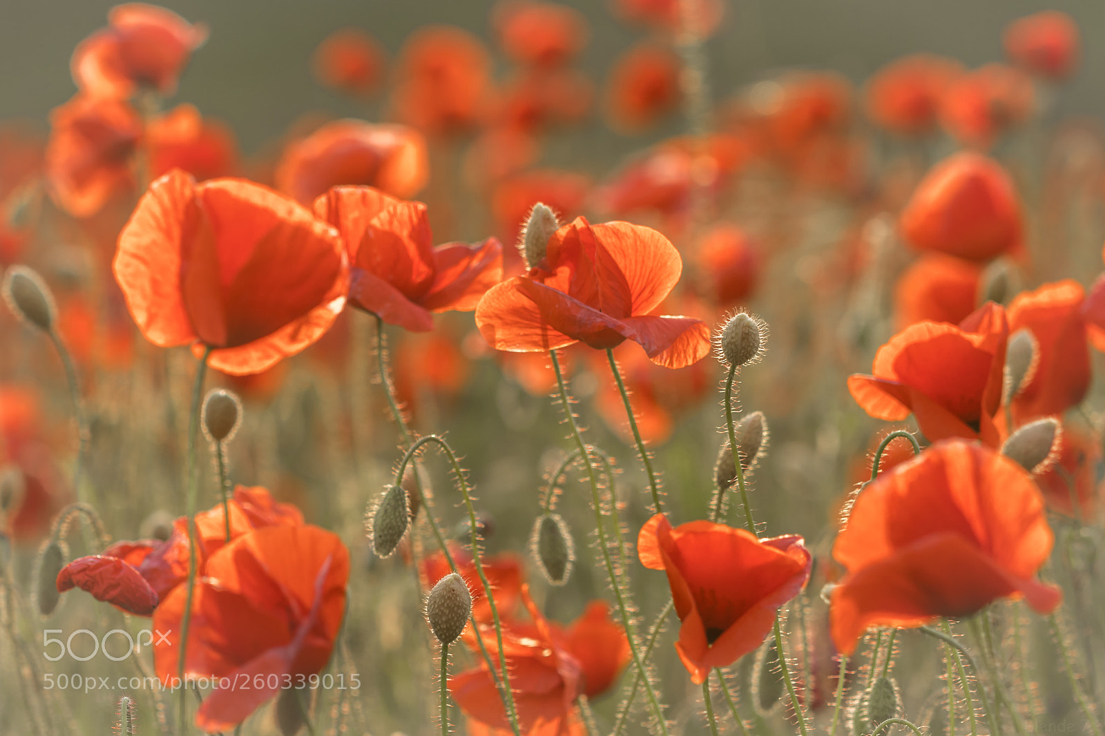 Canon EOS 80D sample photo. Mohnblumenfeld photography
