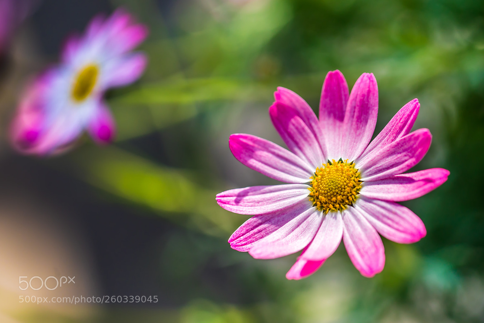 Canon EOS 5D Mark IV sample photo. Flower photography
