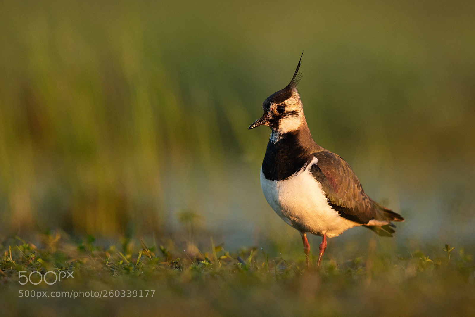 Canon EOS 7D Mark II sample photo. Lapwing photography