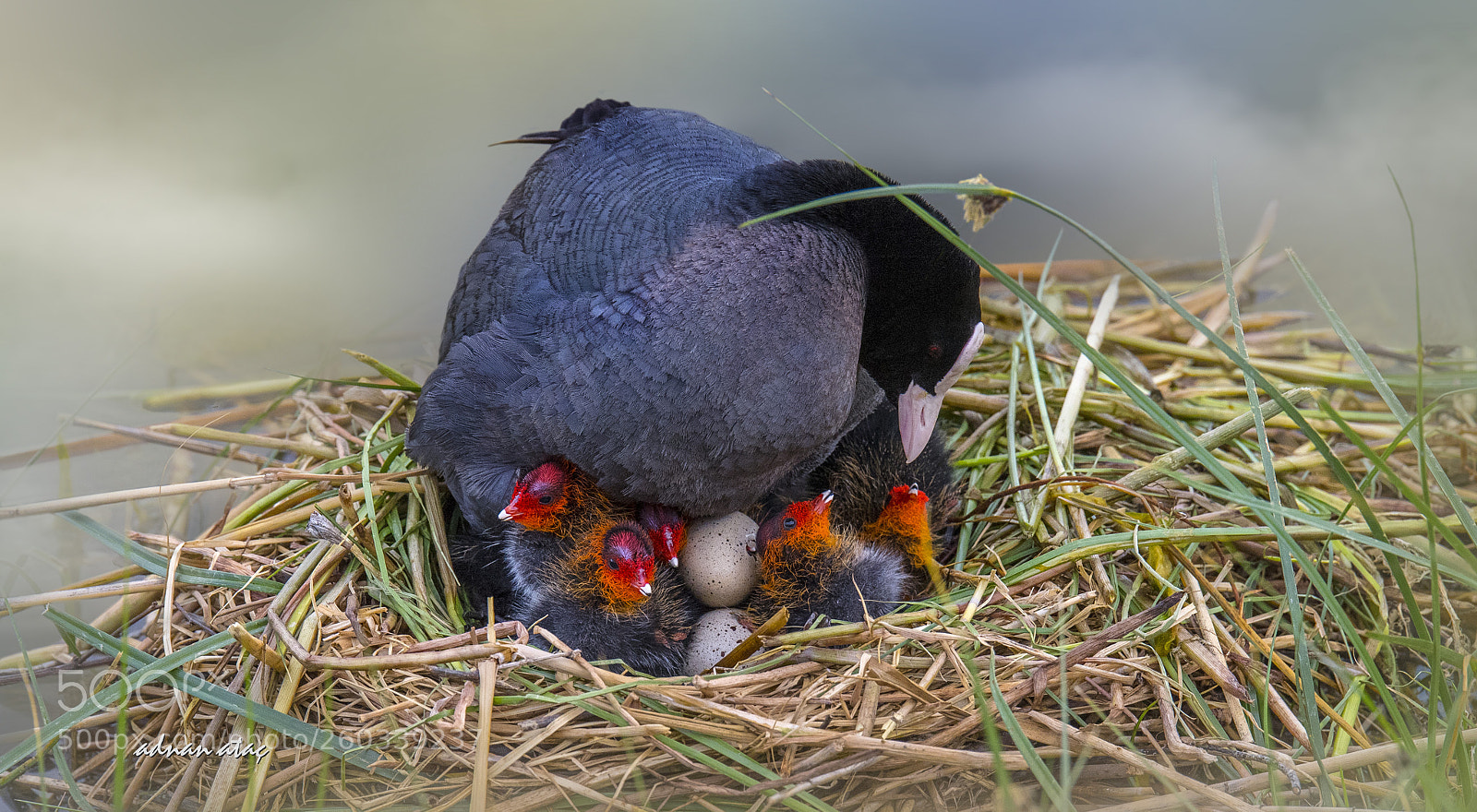 Nikon D5 sample photo. Sakarmeke - eurasian coot photography
