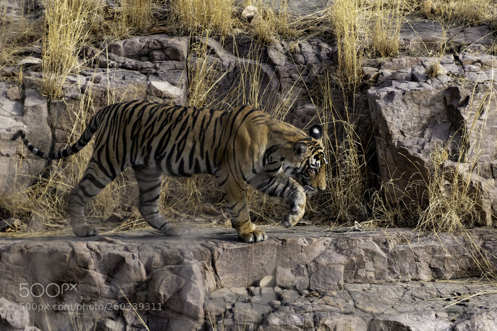 Nikon D850 sample photo. Tiger photography
