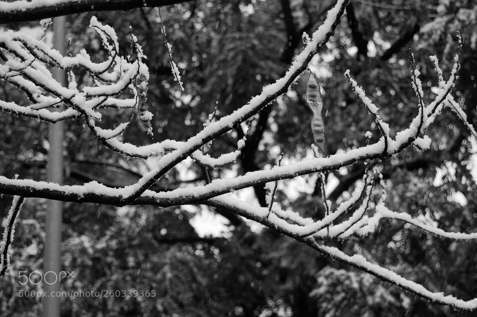 Nikon D40 sample photo. Nieve amontonada photography