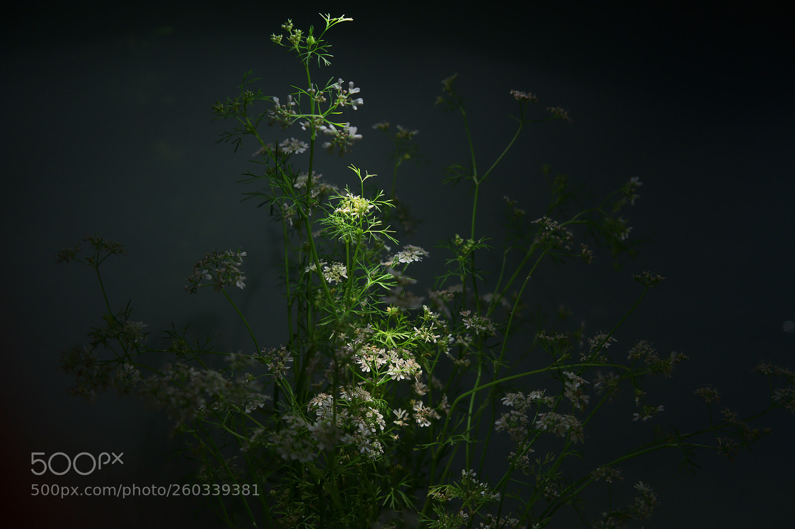 Sony a7 sample photo. Coriander photography