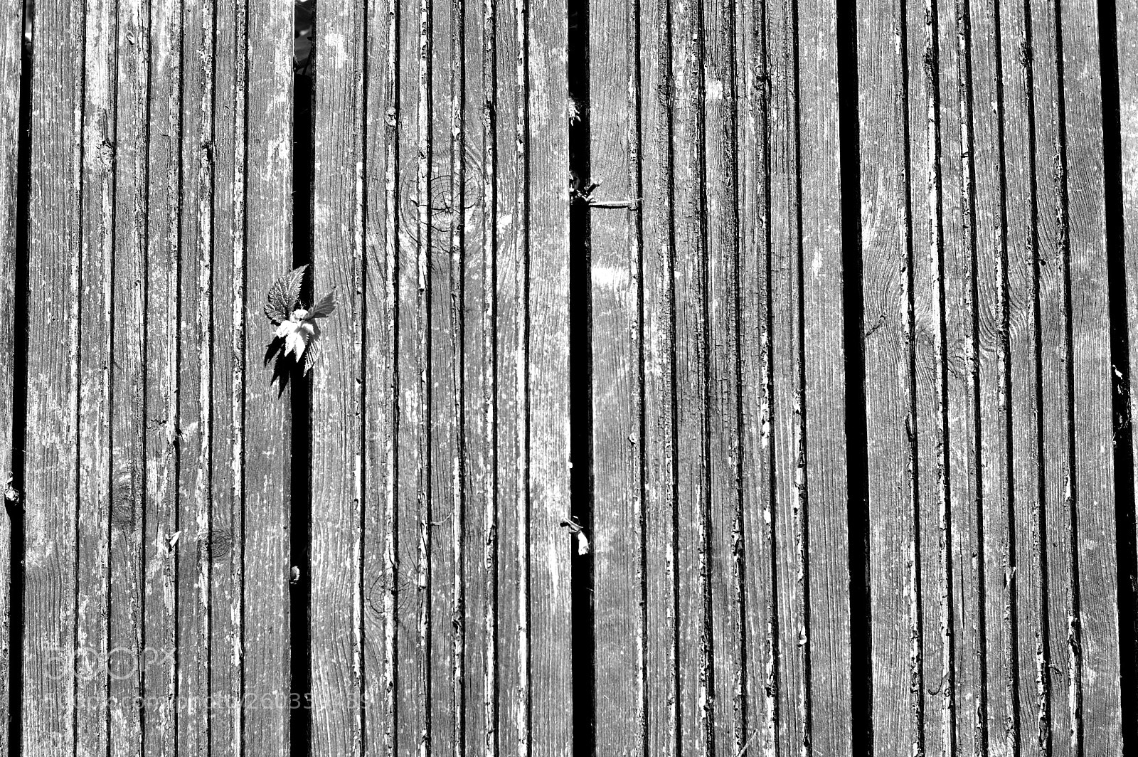 Nikon D3200 sample photo. Decking life photography