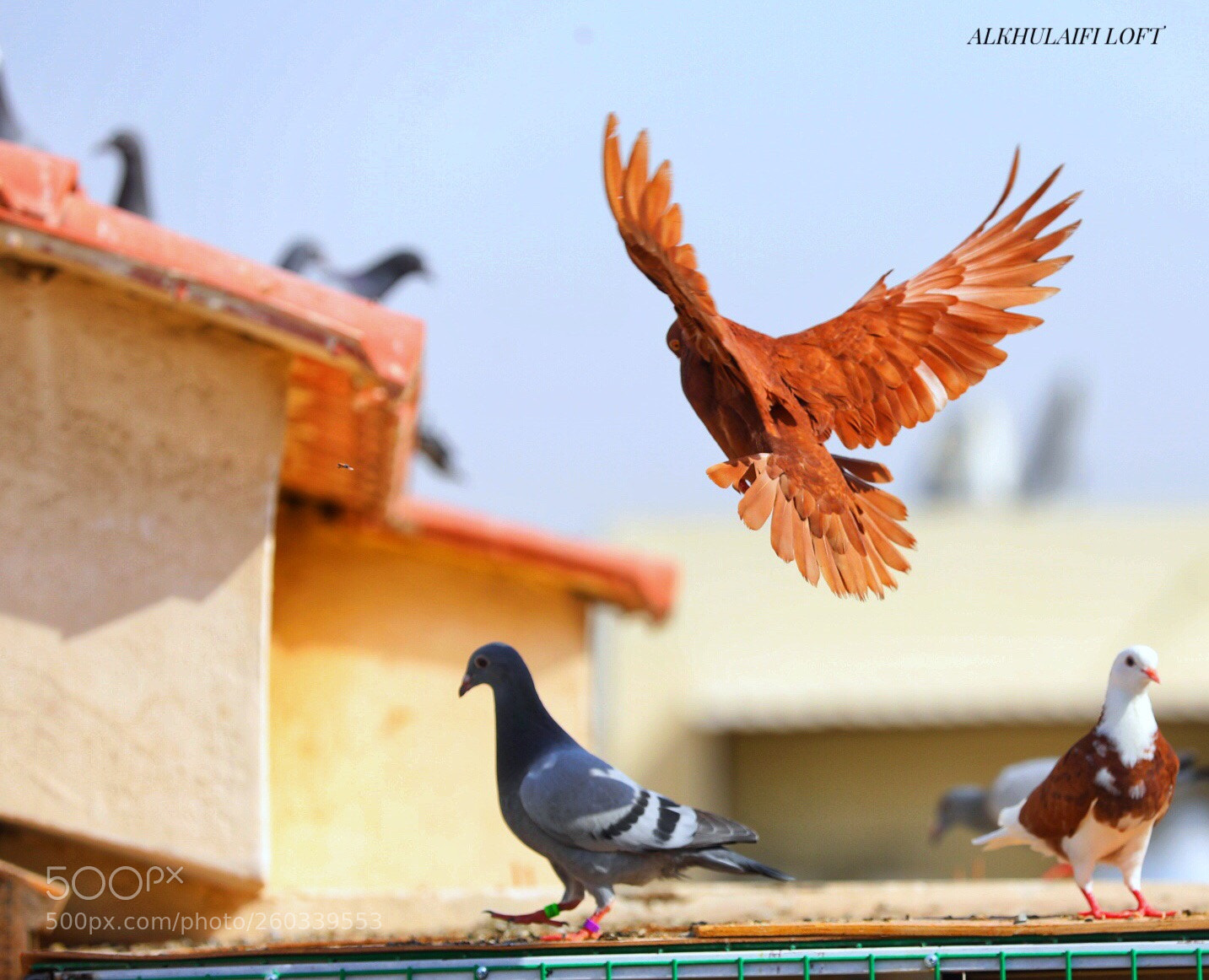 Canon EOS 5D Mark IV sample photo. Untitled photography