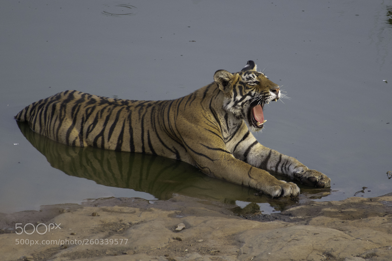 Nikon D850 sample photo. Tiger photography