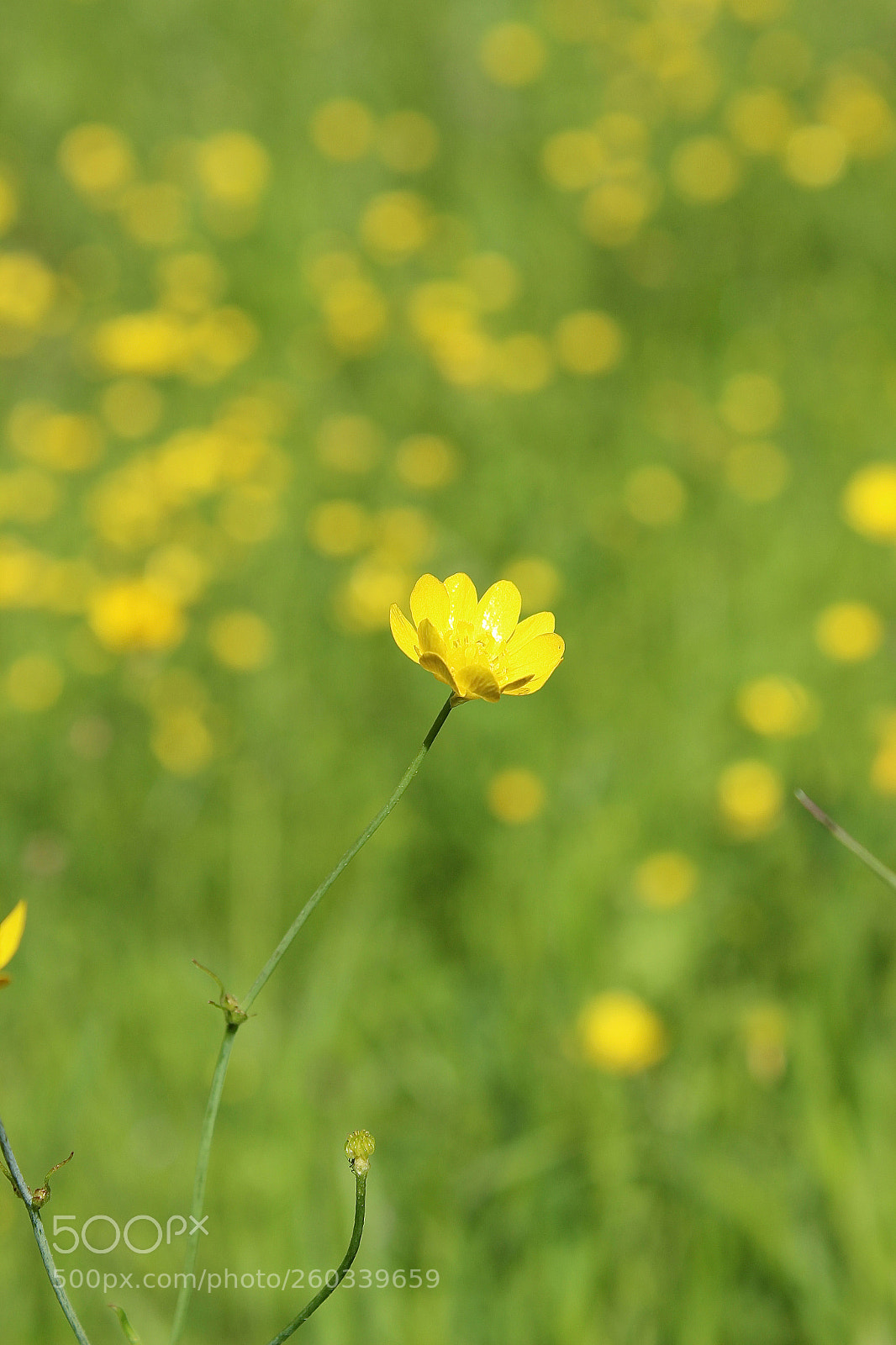 Canon EOS 600D (Rebel EOS T3i / EOS Kiss X5) sample photo. Green-yellow spring photography