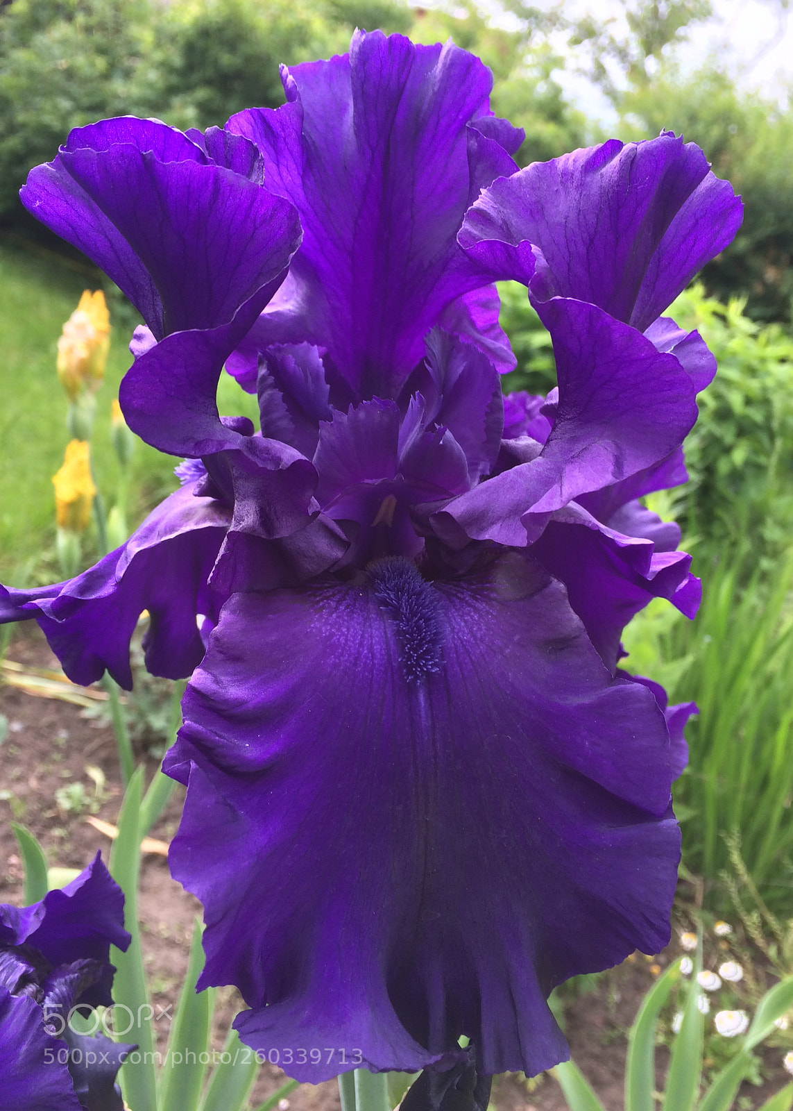 Apple iPhone 5s sample photo. Iris photography
