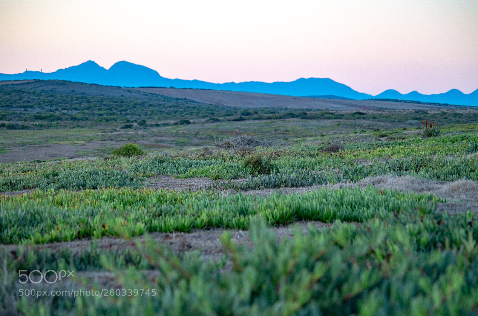 Pentax K-50 sample photo. African evening photography