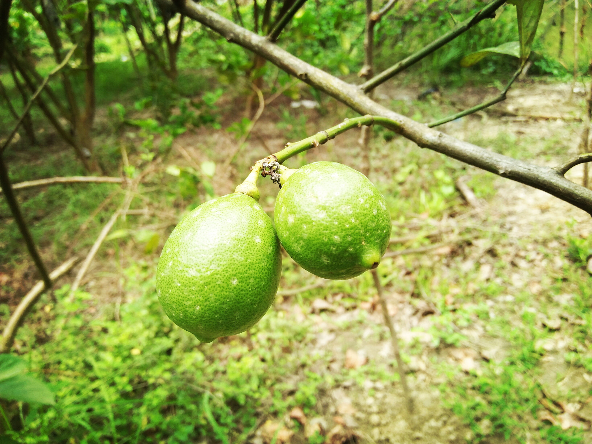 OPPO A37fw-International sample photo. Lemon photography