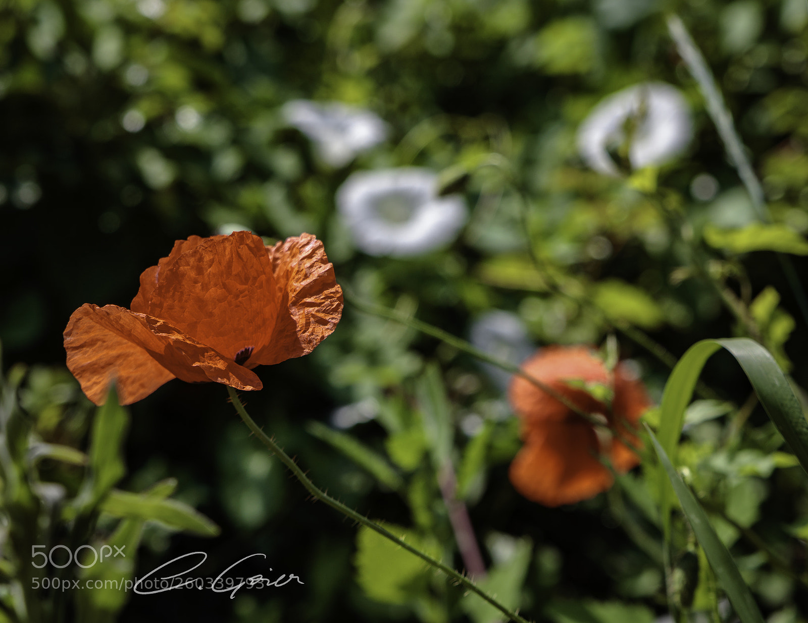 Canon EOS 77D (EOS 9000D / EOS 770D) sample photo. Poppies in the garden :) photography