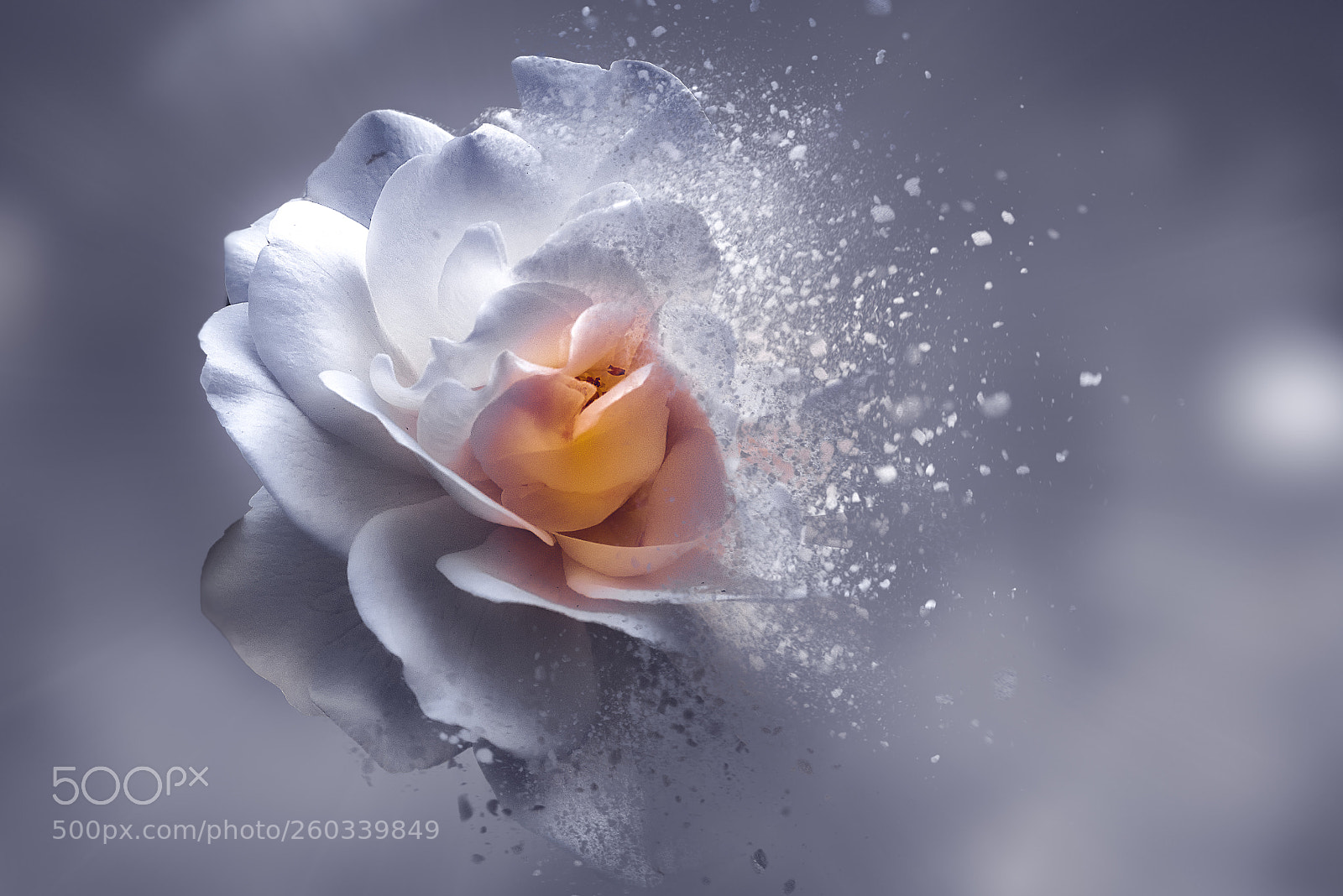 Nikon D810 sample photo. Rosexplosion photography