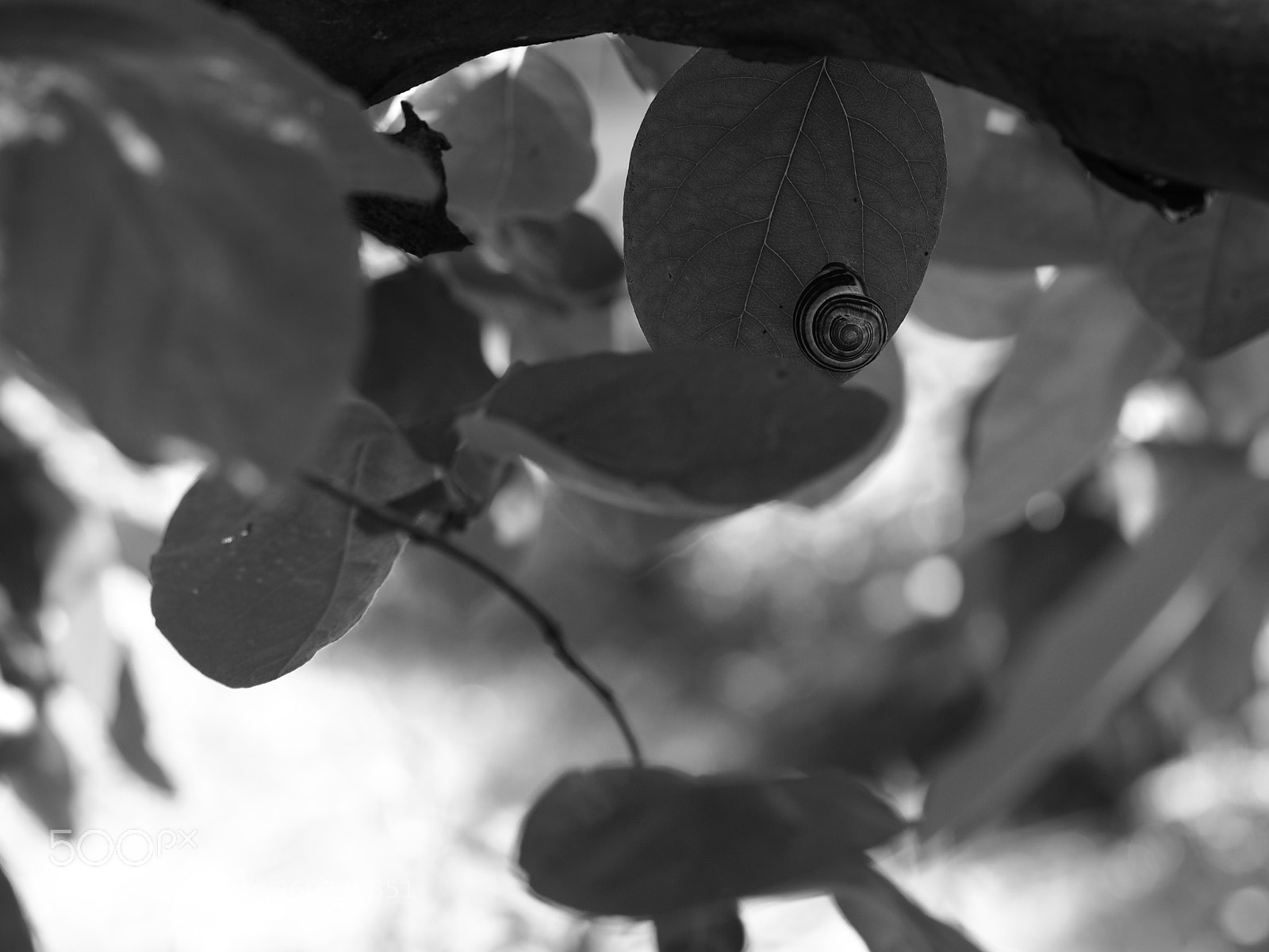 Olympus OM-D E-M10 II sample photo. Snail photography