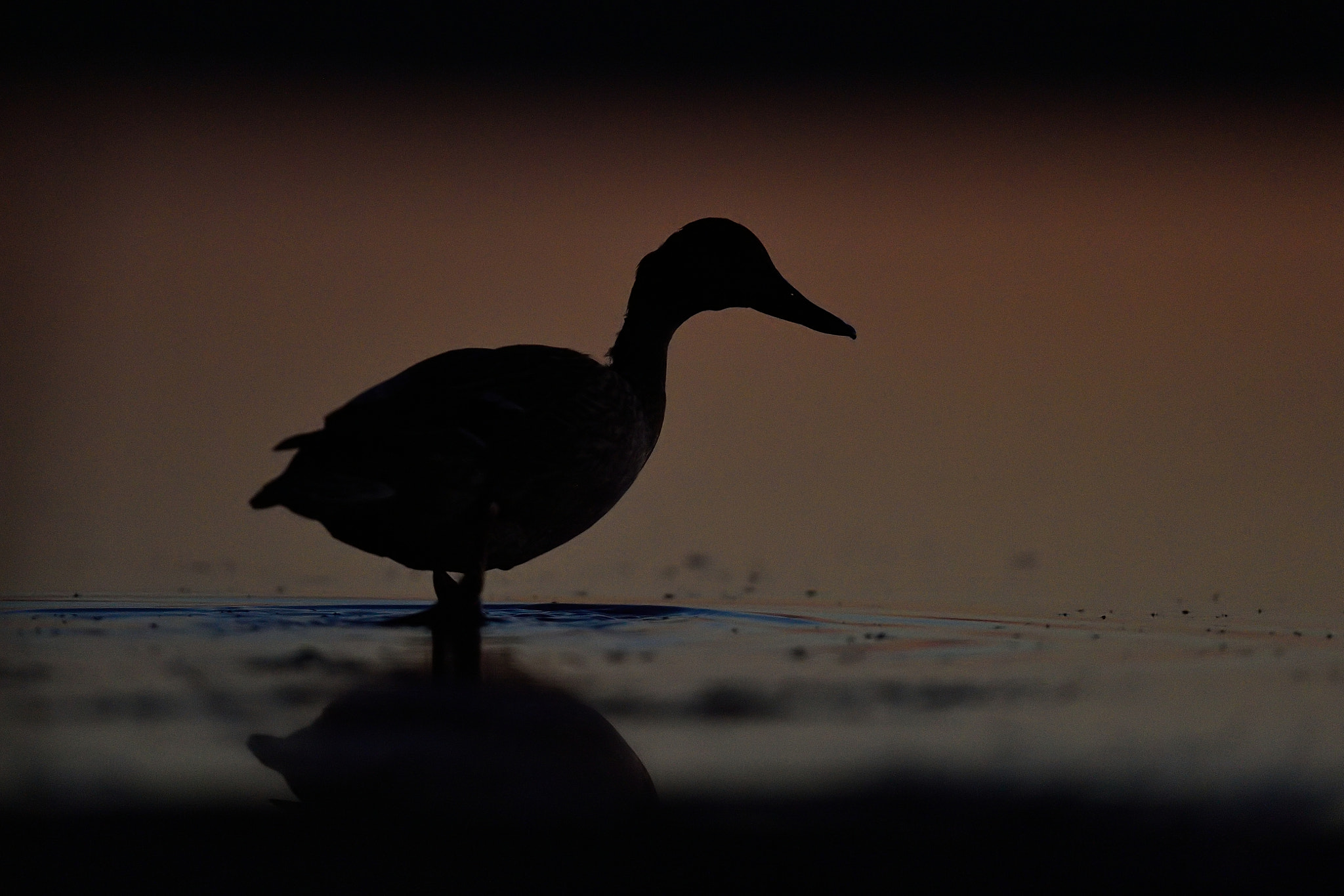 Nikon AF-S Nikkor 400mm F2.8G ED VR II sample photo. Mallard on the beach at night photography