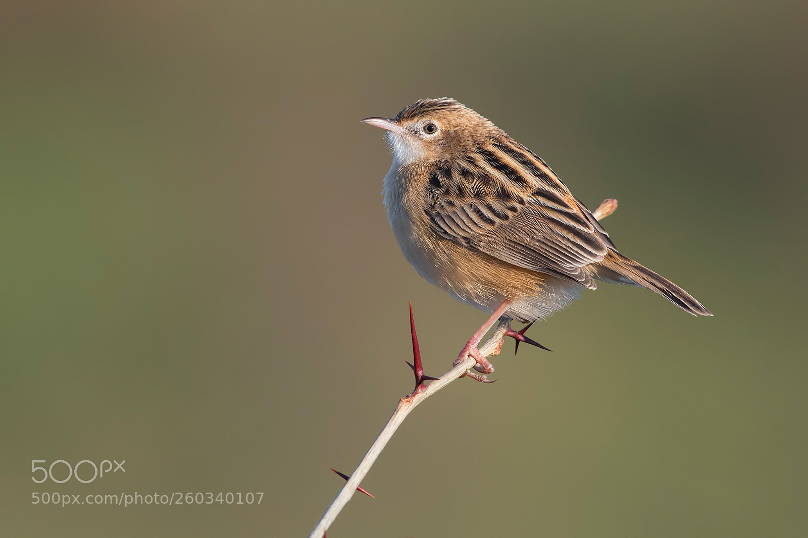 Nikon D500 sample photo. Zitting cisticola photography