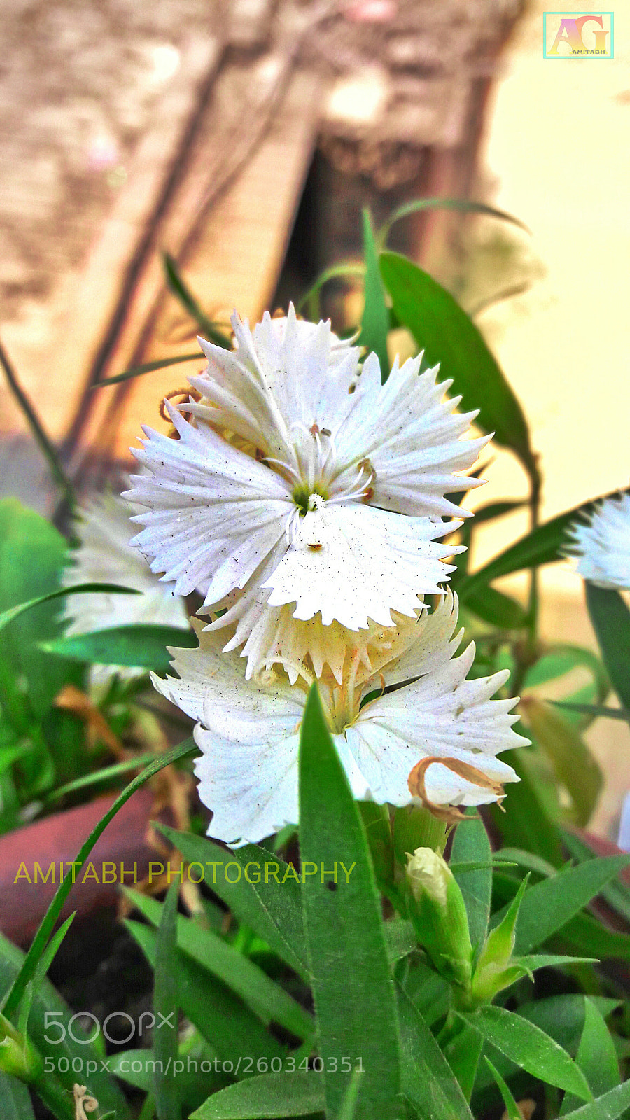 Samsung Galaxy J7 sample photo. White flower photography