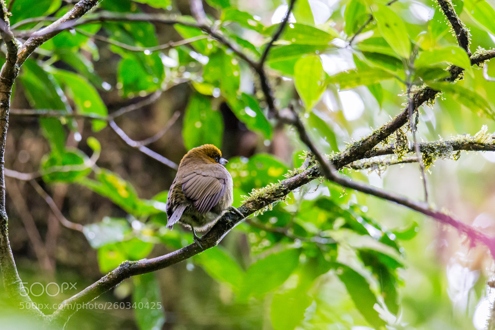 Nikon D800 sample photo. Bird photography