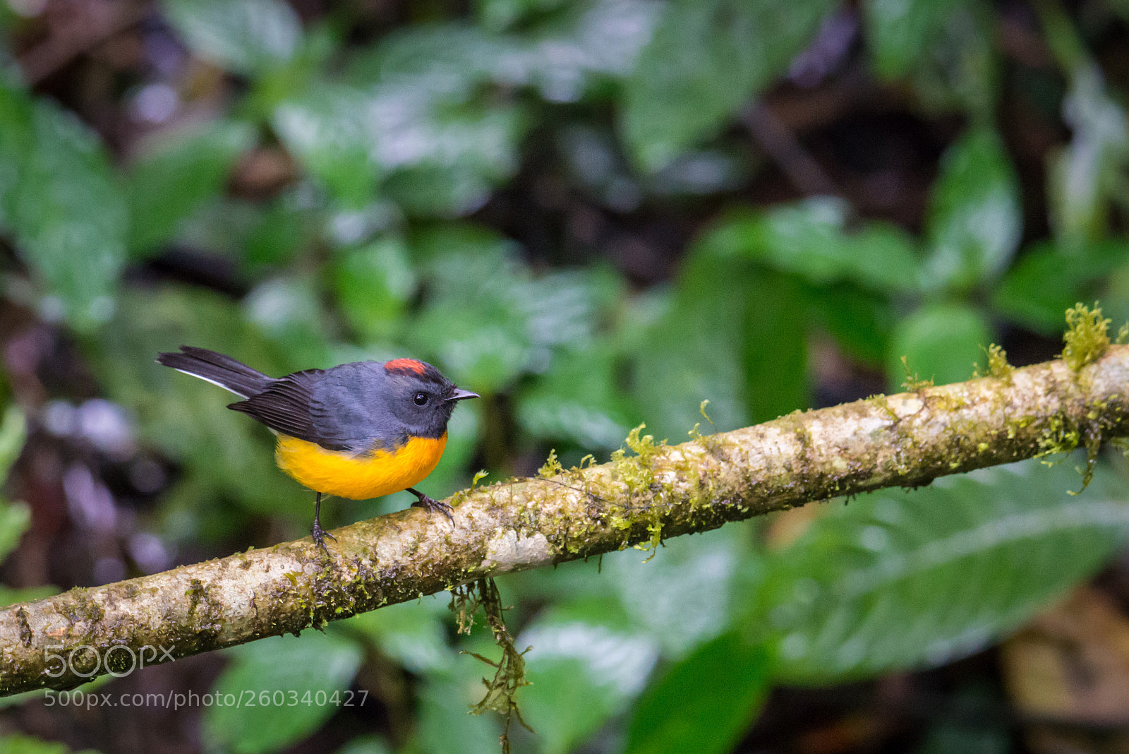 Nikon D800 sample photo. Bird photography