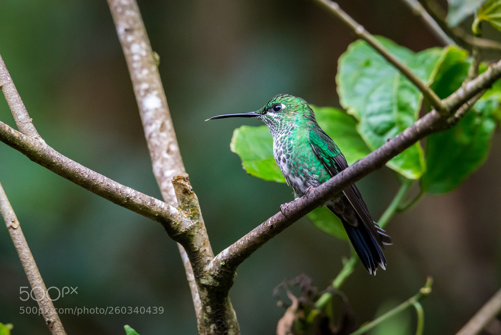 Nikon D800 sample photo. Colibri photography