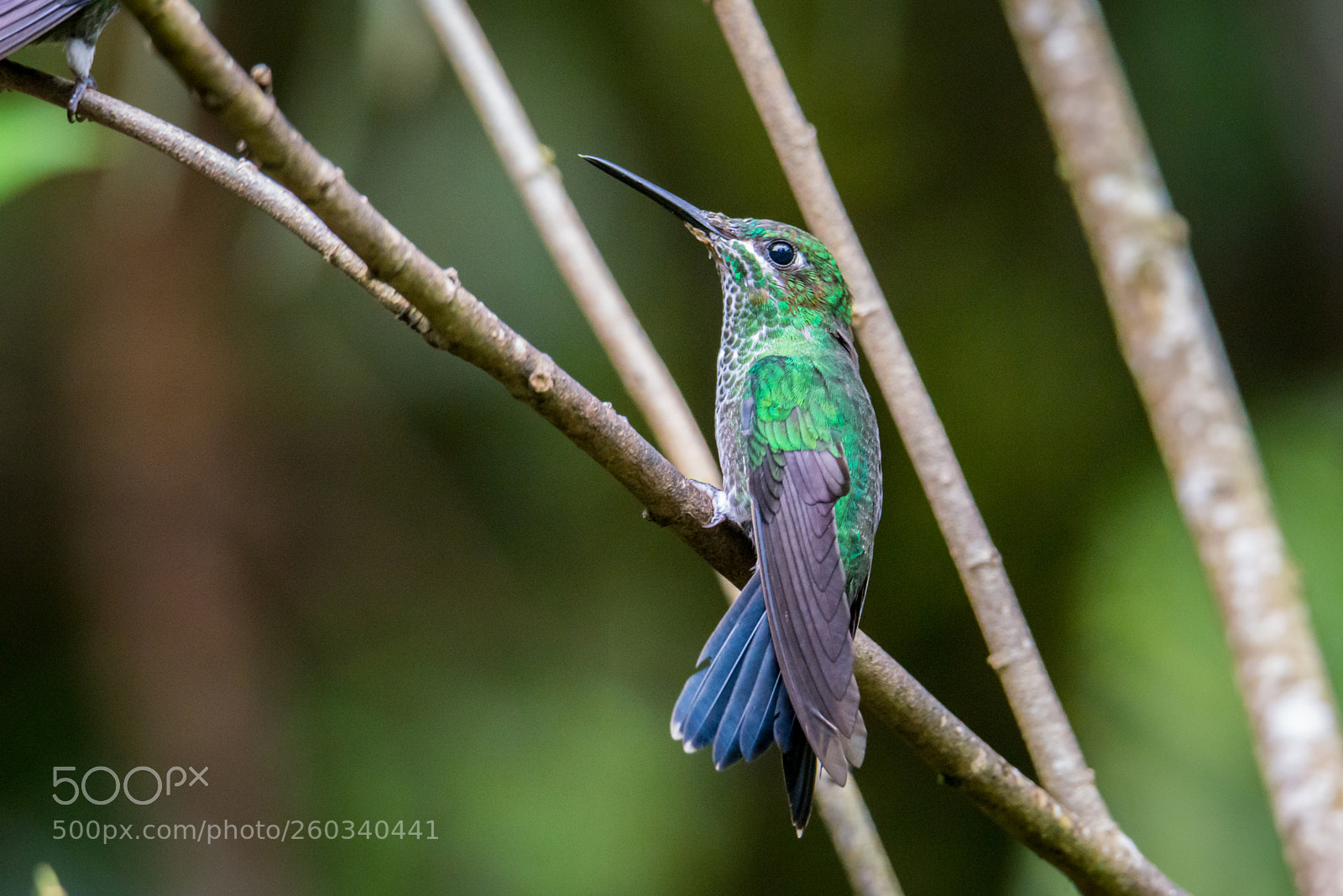 Nikon D800 sample photo. Colibri photography