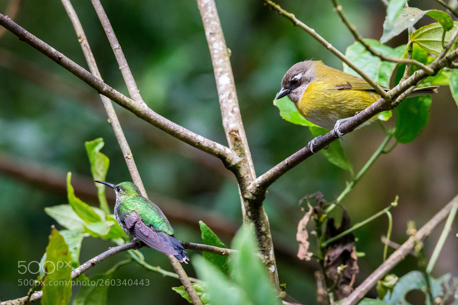 Nikon D800 sample photo. Colibri watching photography
