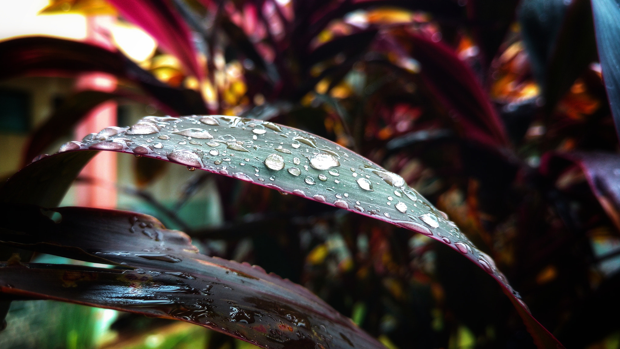 Motorola Moto X Play sample photo. Rain drops photography