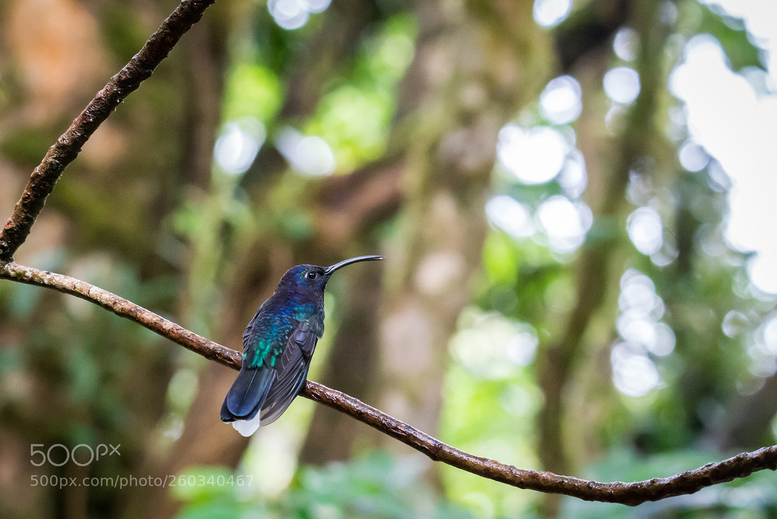 Nikon D800 sample photo. Colibri photography