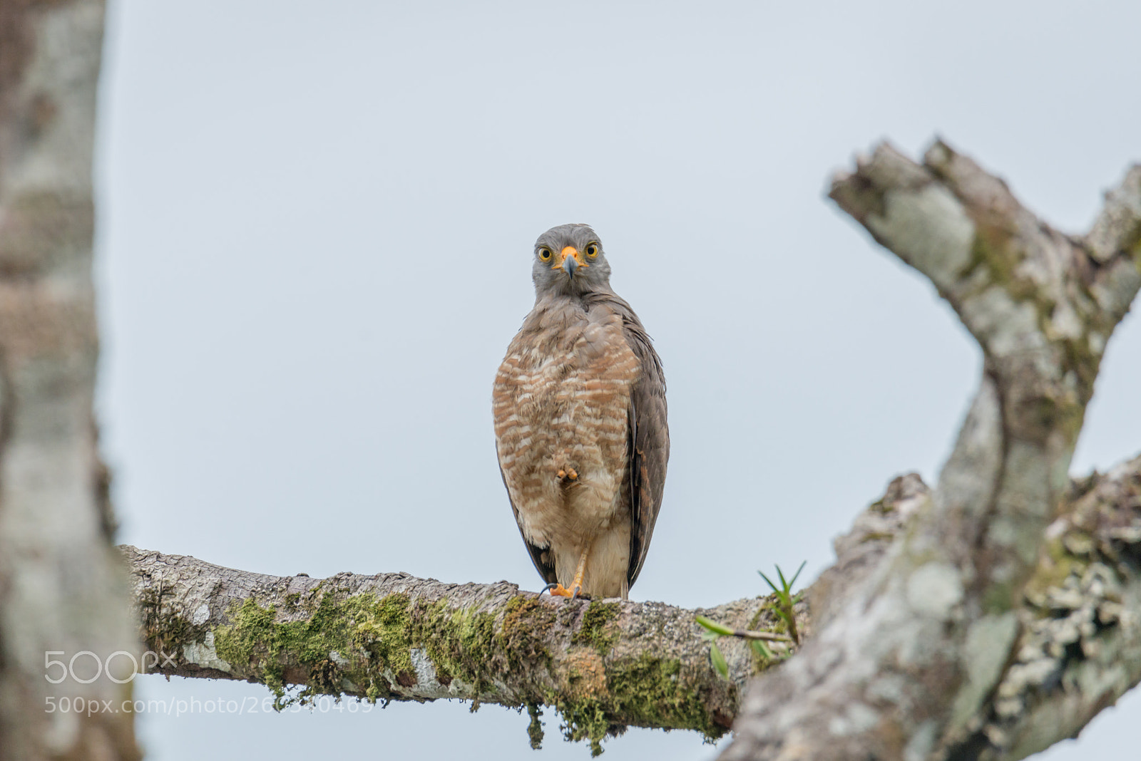 Nikon D800 sample photo. Bird photography