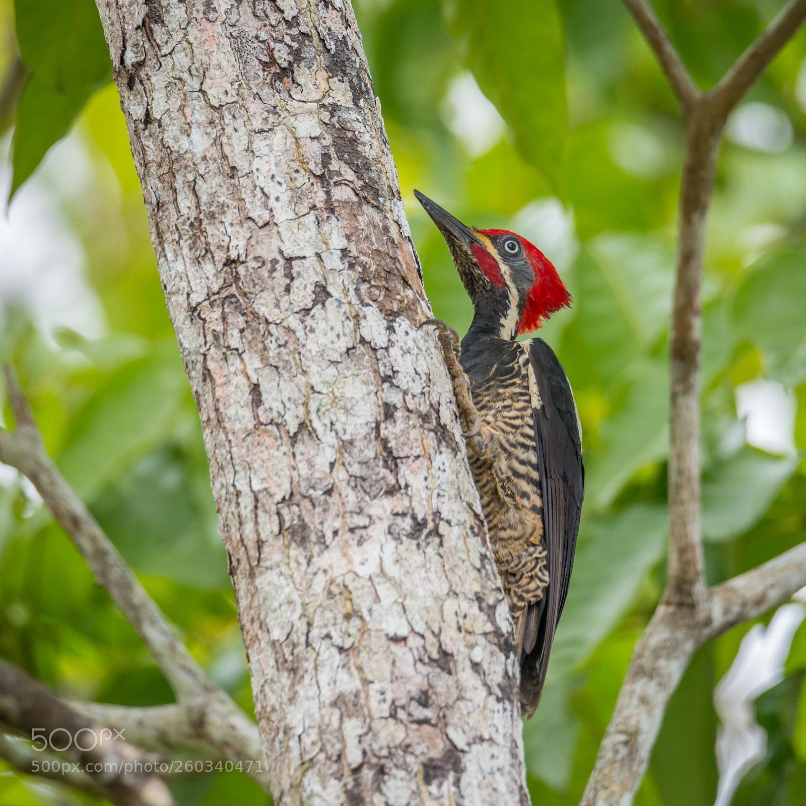 Nikon D800 sample photo. Bird photography