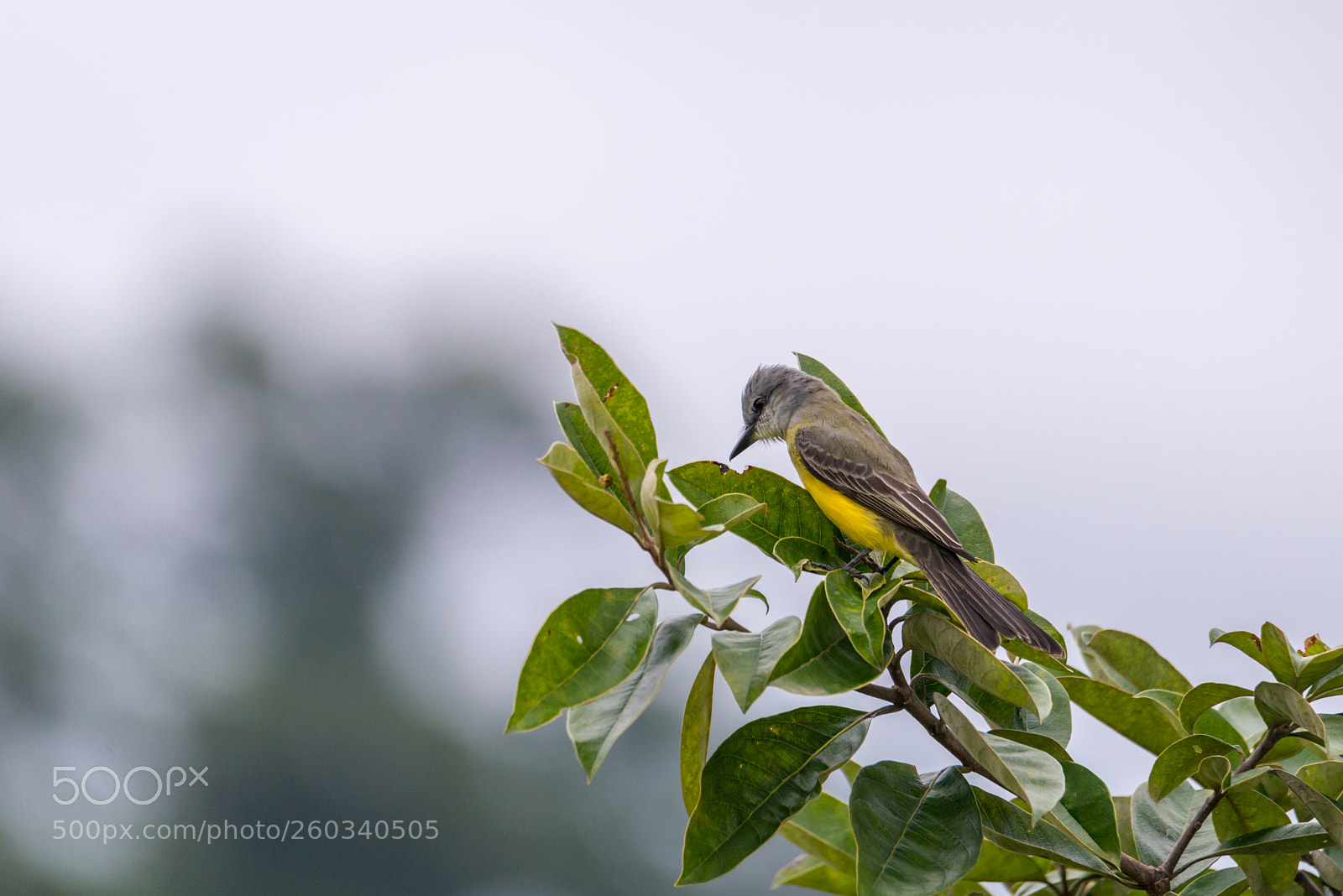 Nikon D800 sample photo. Bird photography