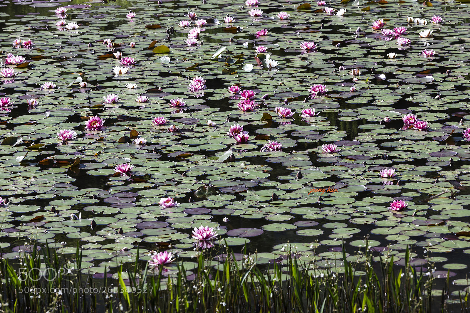 Canon EOS 5D Mark IV sample photo. Water lily photography