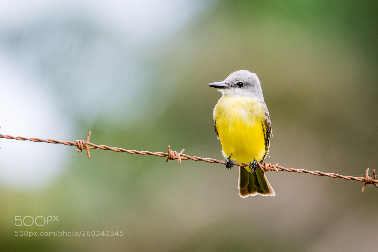 Nikon D800 sample photo. Bird photography