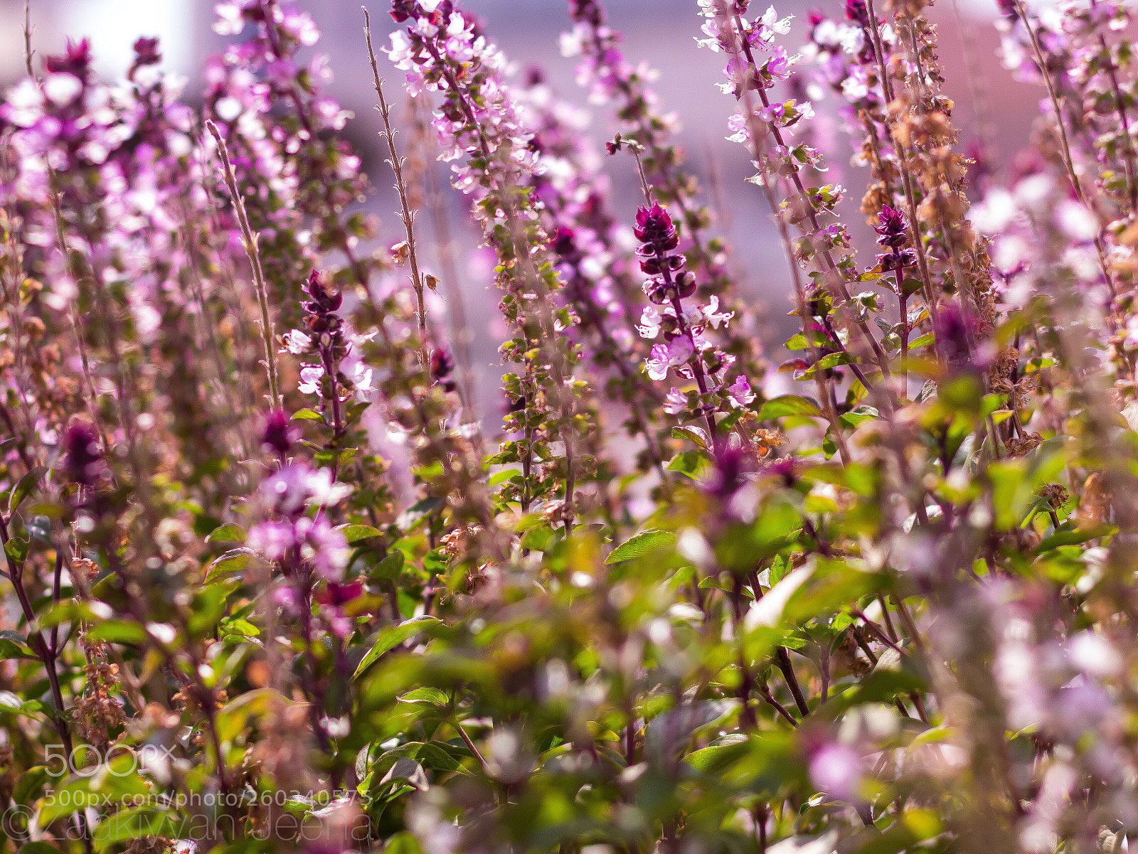 Canon EOS 600D (Rebel EOS T3i / EOS Kiss X5) sample photo. Roadside beauties photography