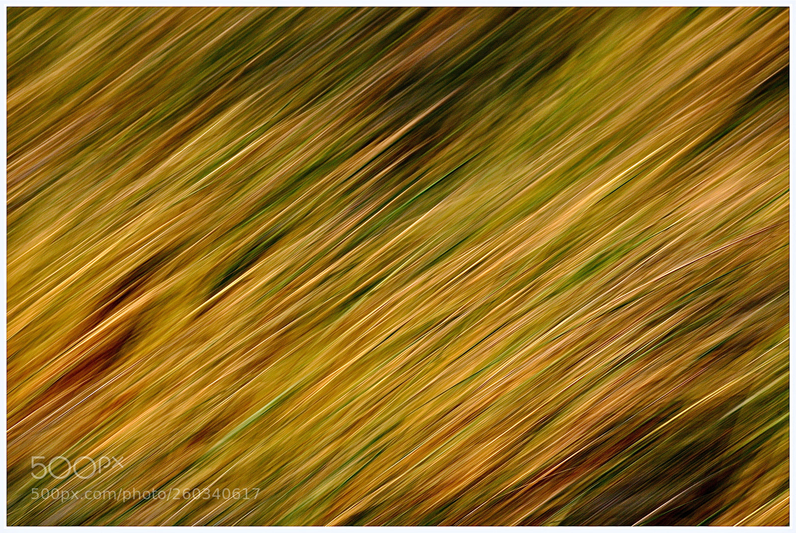 Nikon D90 sample photo. Reed... photography