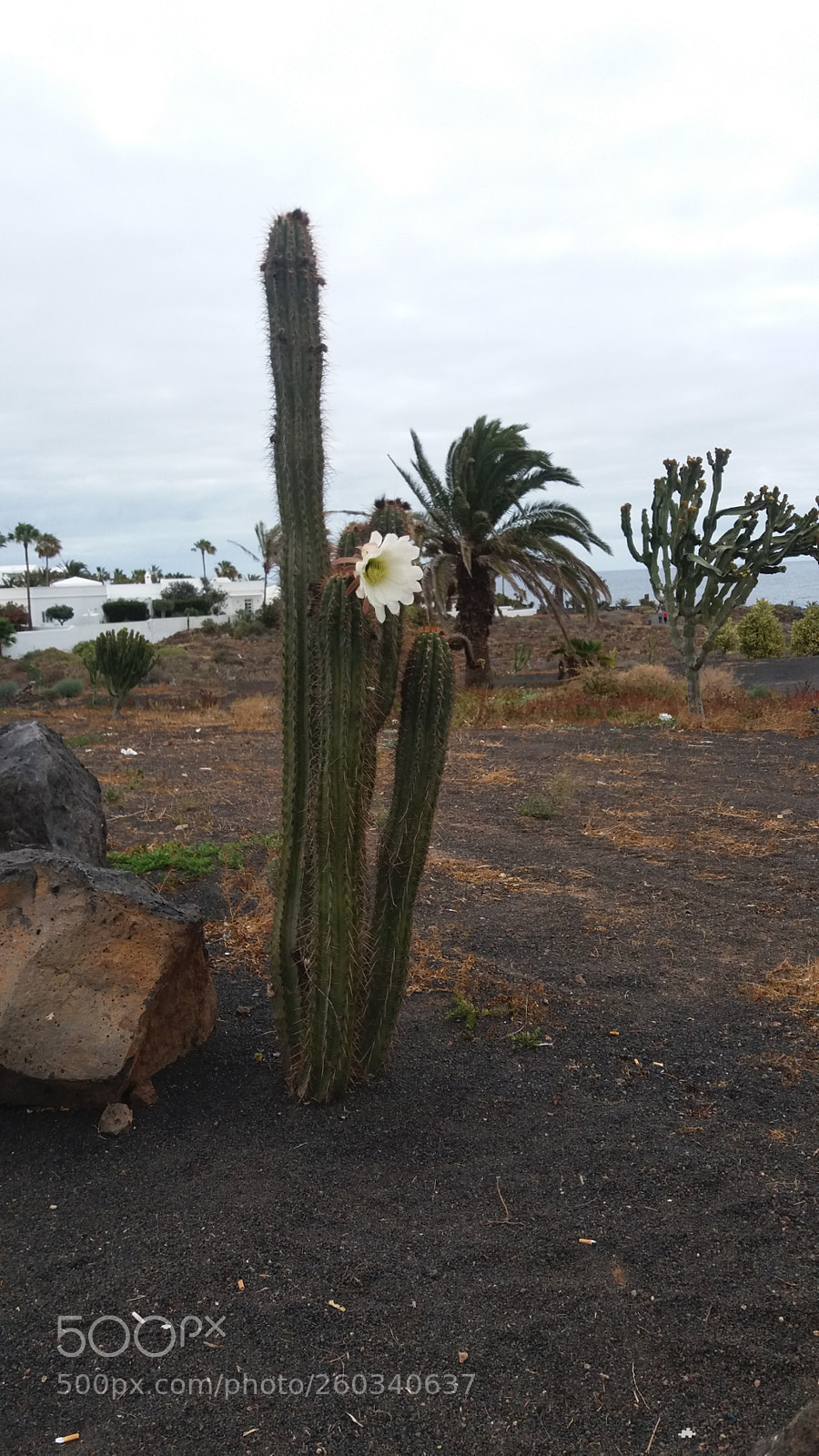 Samsung Galaxy J5 sample photo. Cactus flower photography