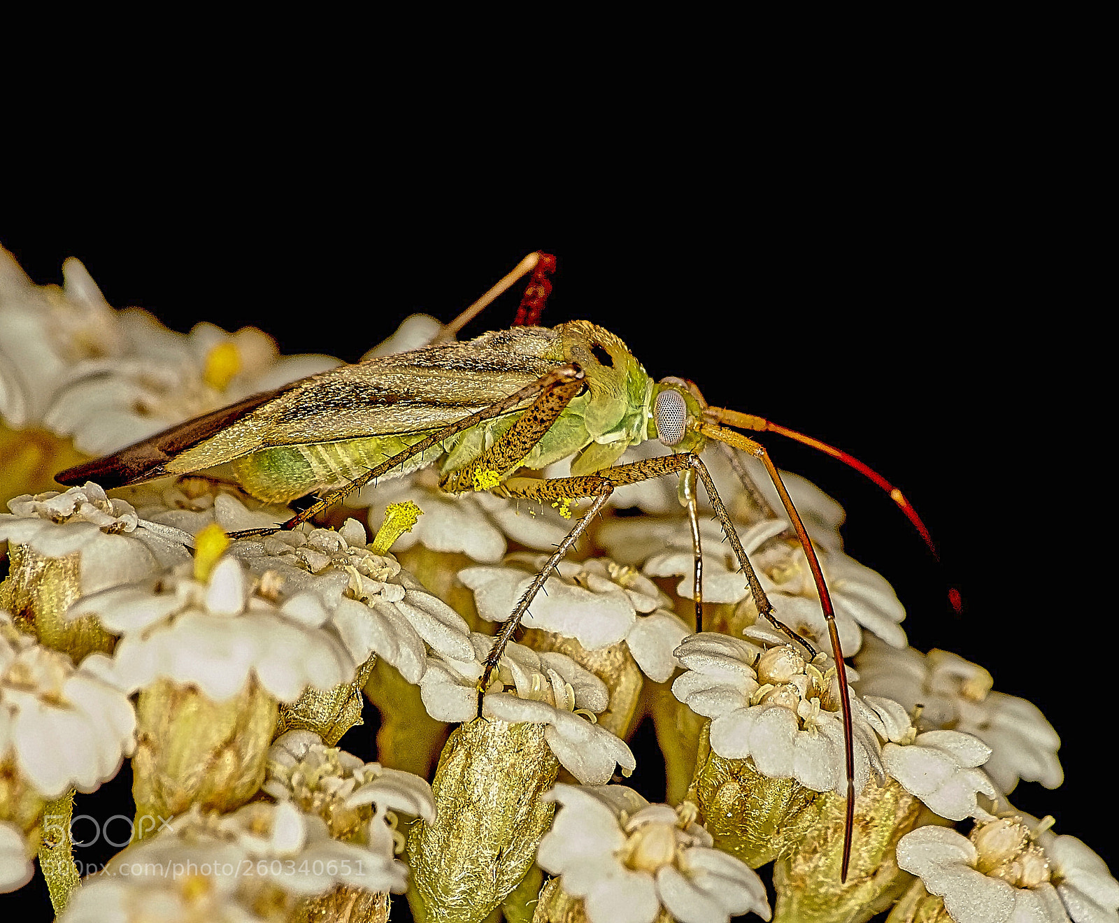 Canon EOS 550D (EOS Rebel T2i / EOS Kiss X4) sample photo. Insect photography