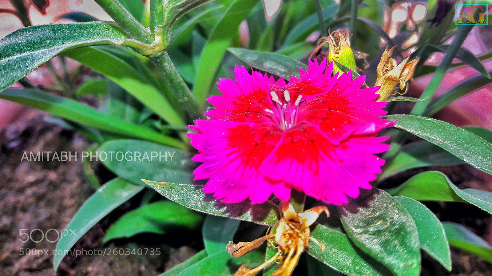 Samsung Galaxy J7 sample photo. Pink flower photography