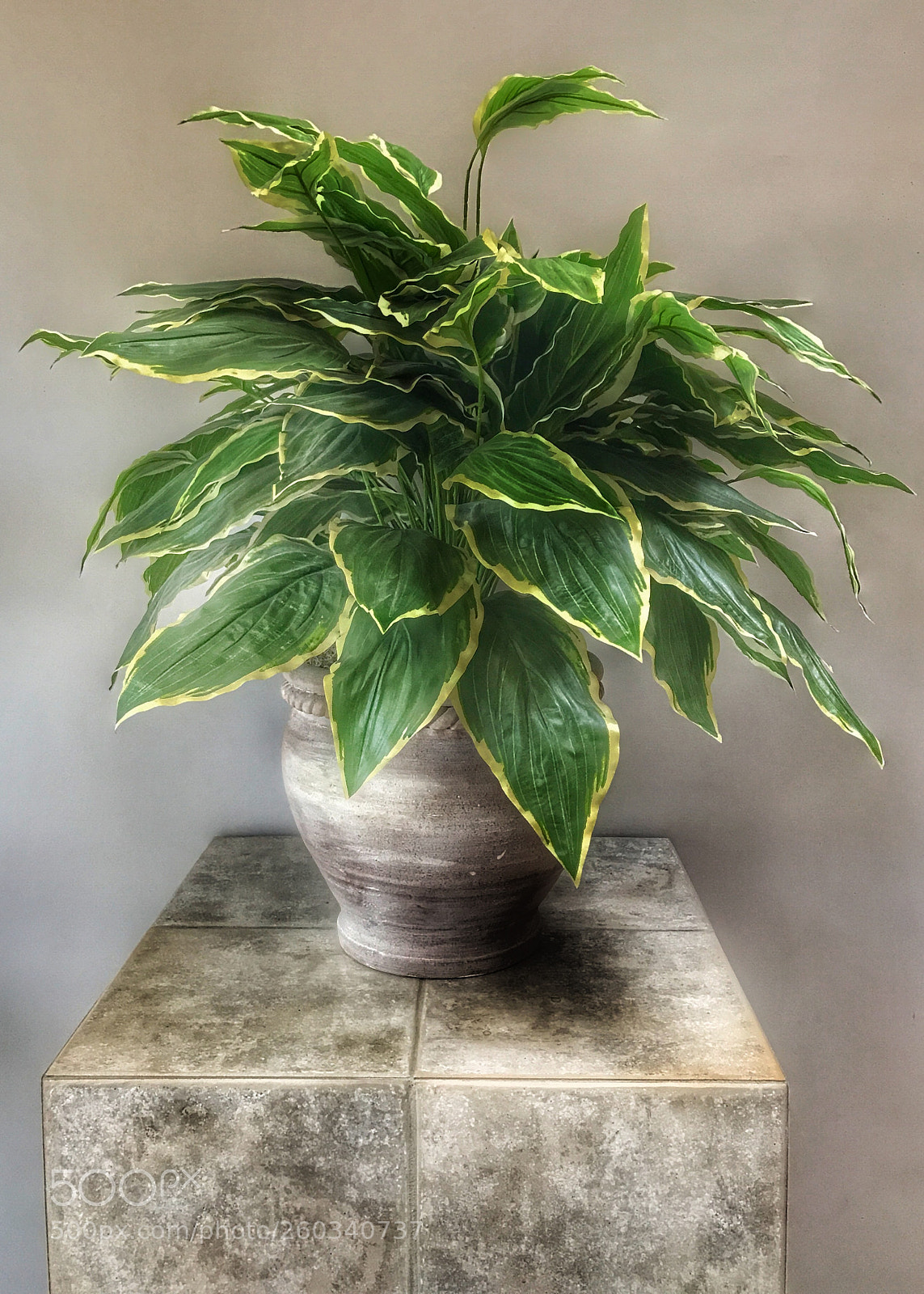 Apple iPhone 7 Plus sample photo. A fake plant in photography