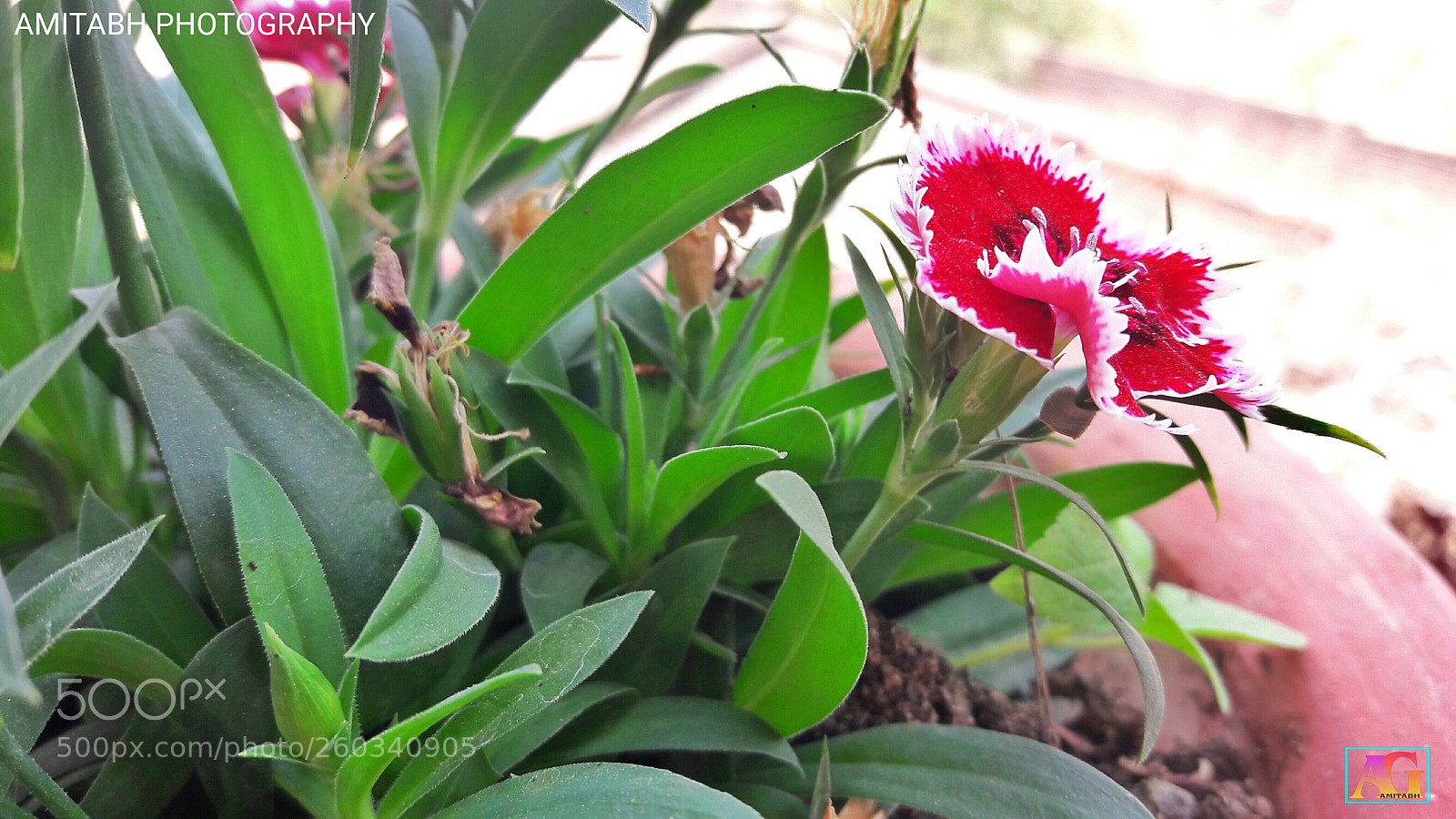 Samsung Galaxy J7 sample photo. Red flower photography