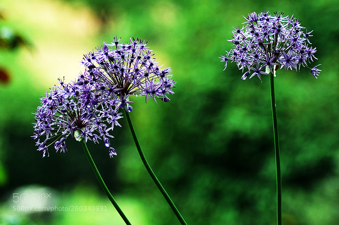 Nikon D700 sample photo. Agapanto photography