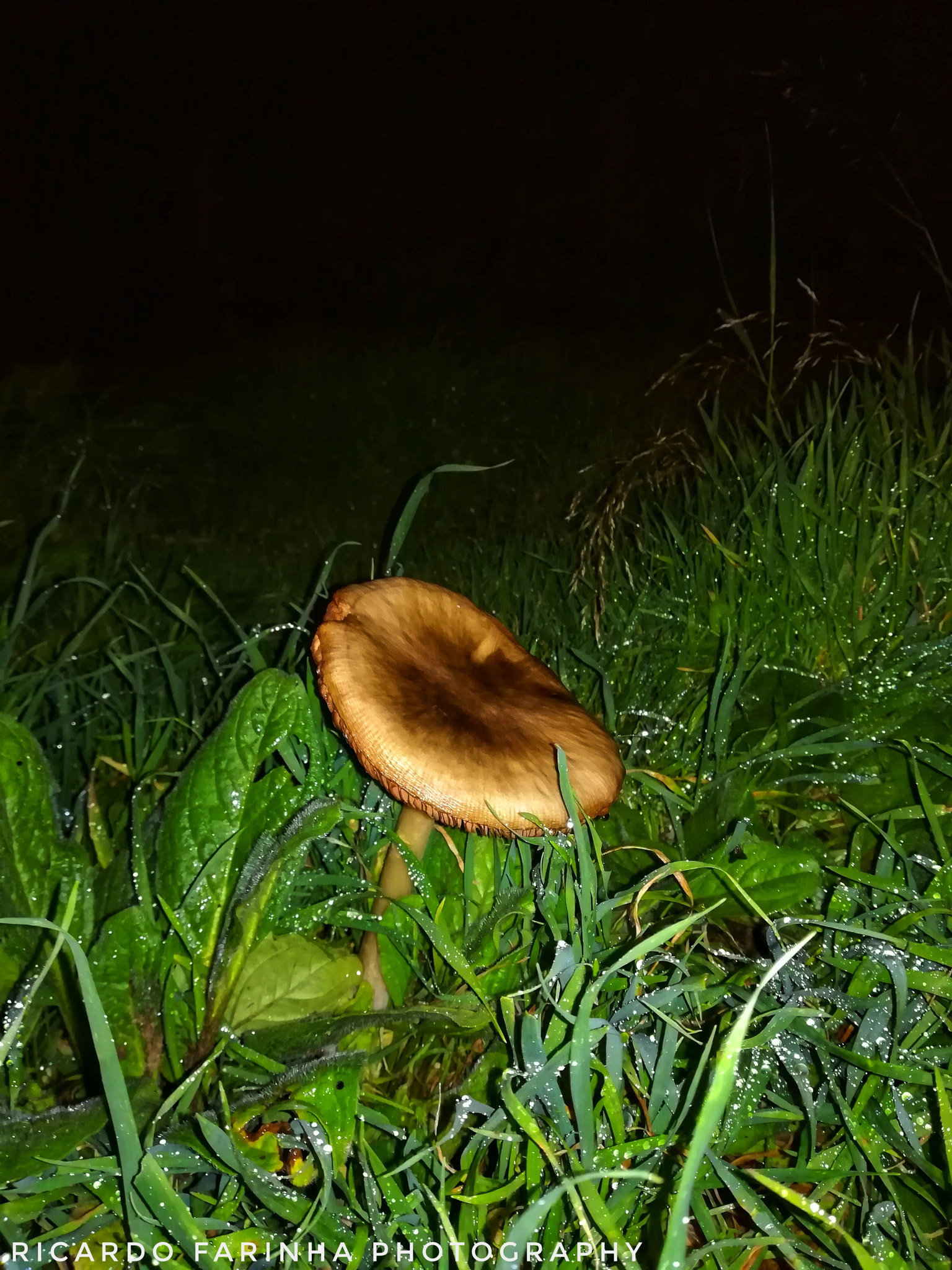HUAWEI PRA-LX1 sample photo. Dav photography
