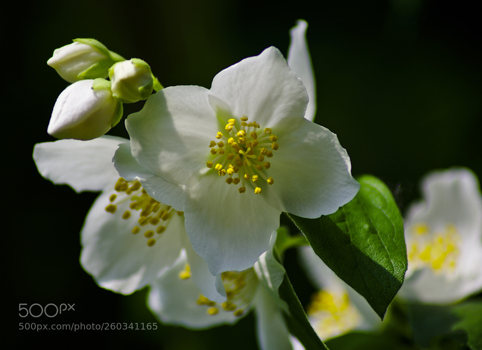 Pentax K-30 sample photo. Philadelphus coronarius photography