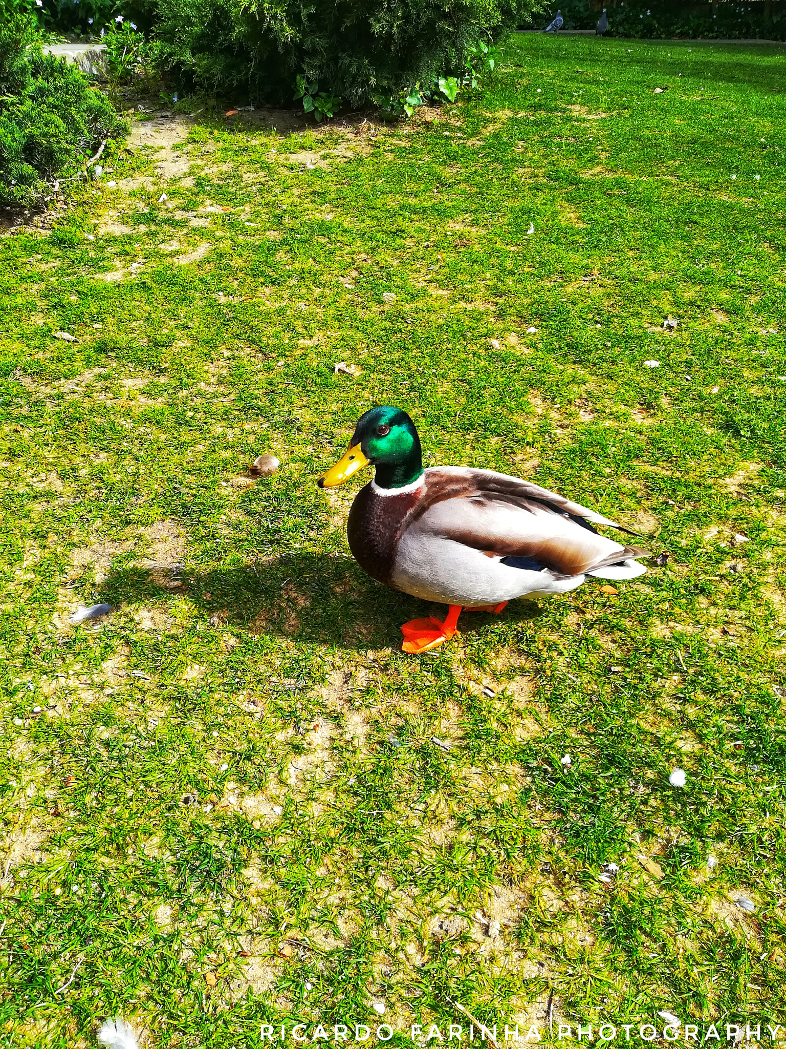 HUAWEI PRA-LX1 sample photo. Dav photography